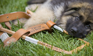 Dog lying in green grass